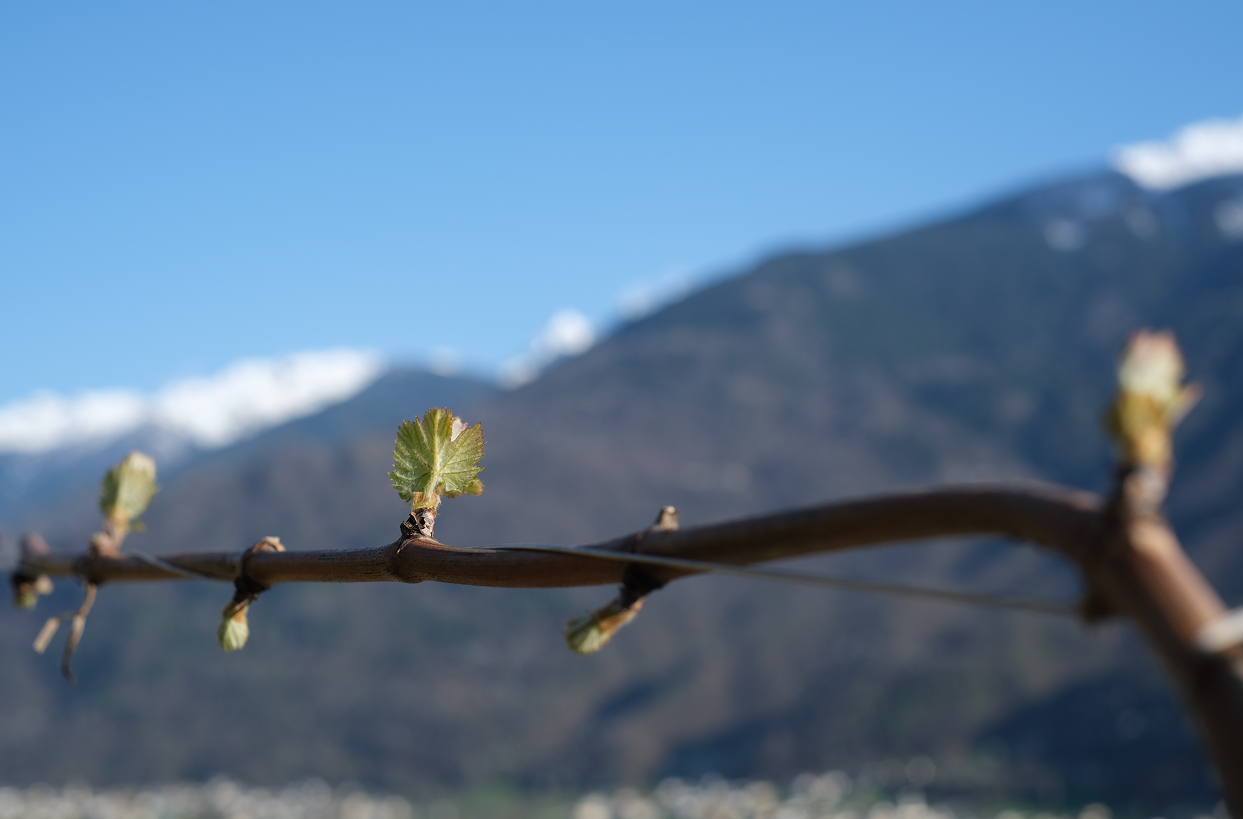 Vineyard and Complexity [LC29]